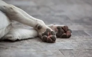 pata-perro.jpg_2135042715