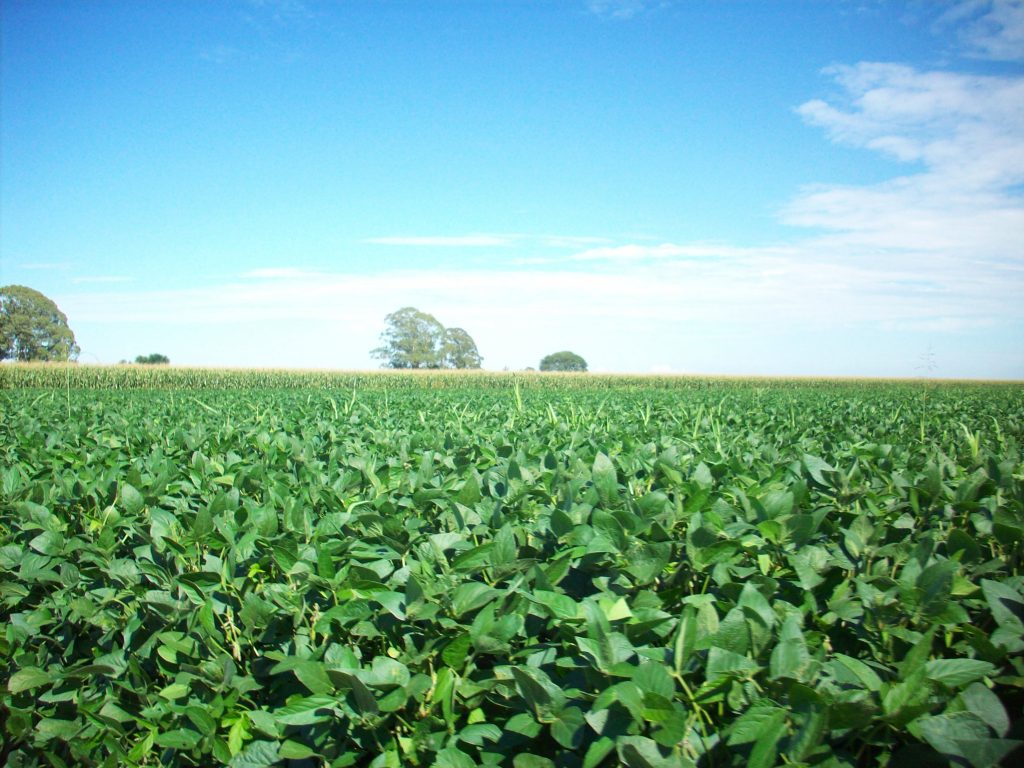 Cultivo de soja en el campo argentino. Foto: Wikimedia Commons.