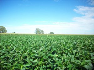 Cultivo de soja en el campo argentino. Foto: Wikimedia Commons.