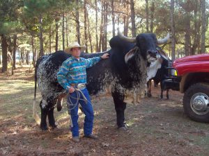 Ganado Brahman. Foto: Wikimedia Commons.
