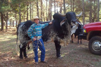 Ganado Brahman. Foto: Wikimedia Commons.