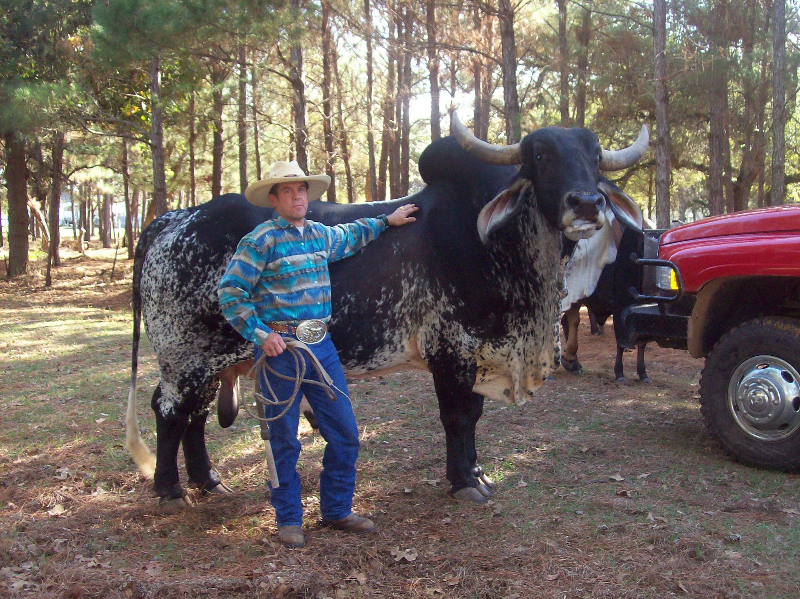 Ganado Brahman. Foto: Wikimedia Commons.