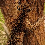 Yaguareté (Panthera onca). Foto: Wikimedia Commons.