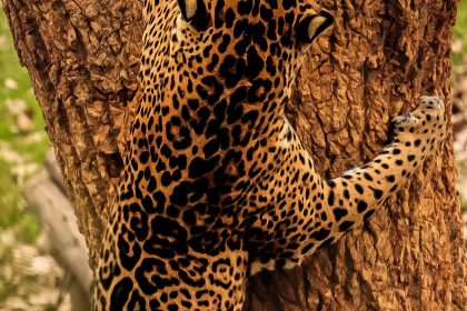 Yaguareté (Panthera onca). Foto: Wikimedia Commons.