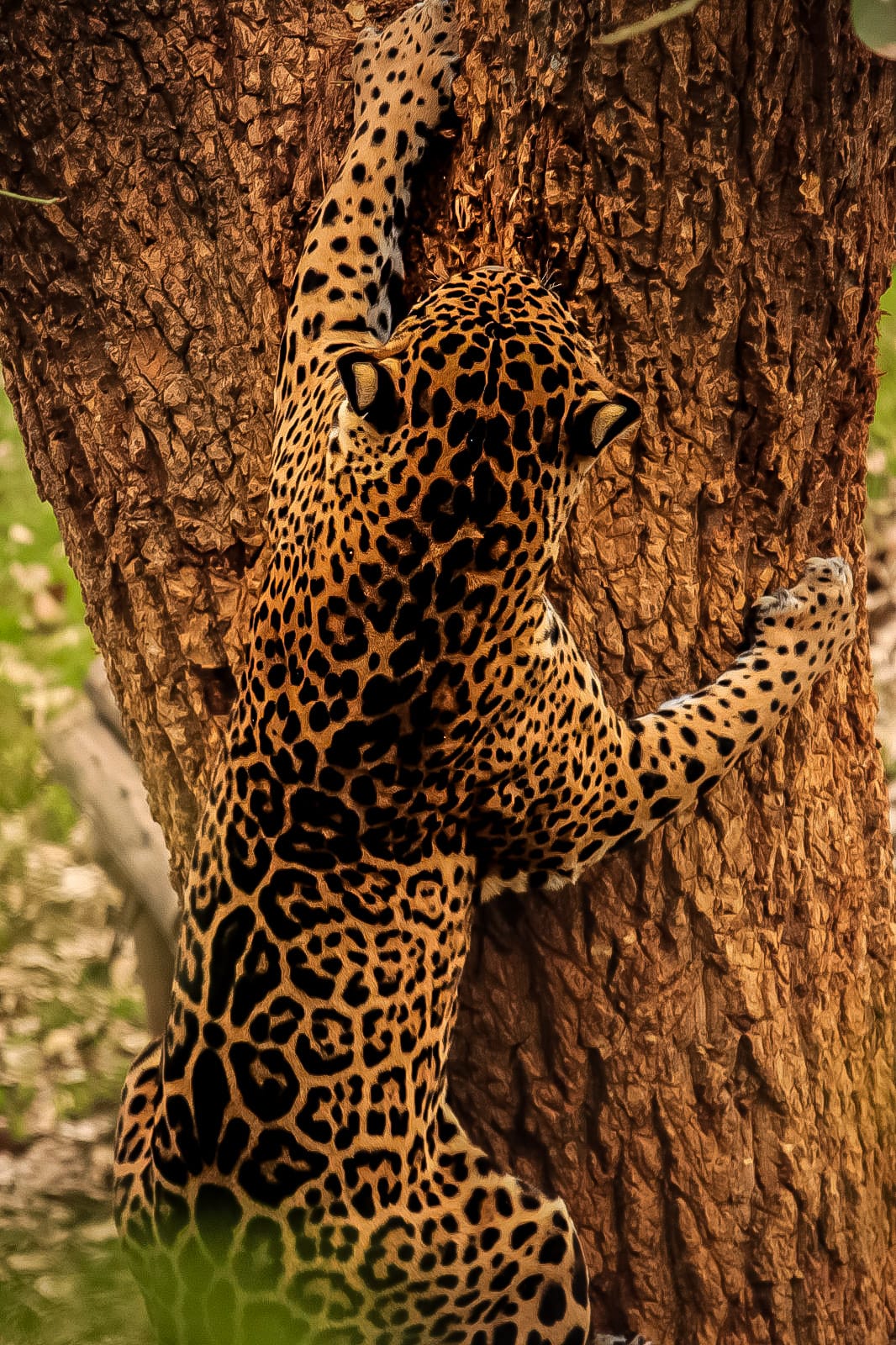 Yaguareté (Panthera onca). Foto: Wikimedia Commons.
