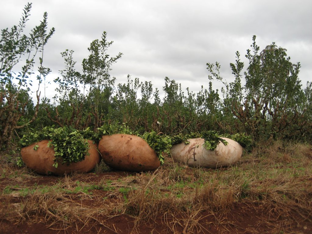 Sacos de yerba mate cosechada en Misiones. Foto: Wikimedia Commons.
