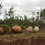 Productores yerbateros de Misiones reclaman la emergencia del sector por precios que no cubren los costos