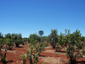 Cultivo de yerba mate en Misiones. Foto: Wikimedia Commons.