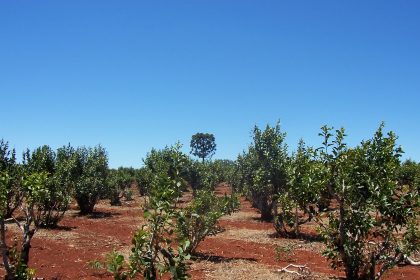 Cultivo de yerba mate en Misiones. Foto: Wikimedia Commons.