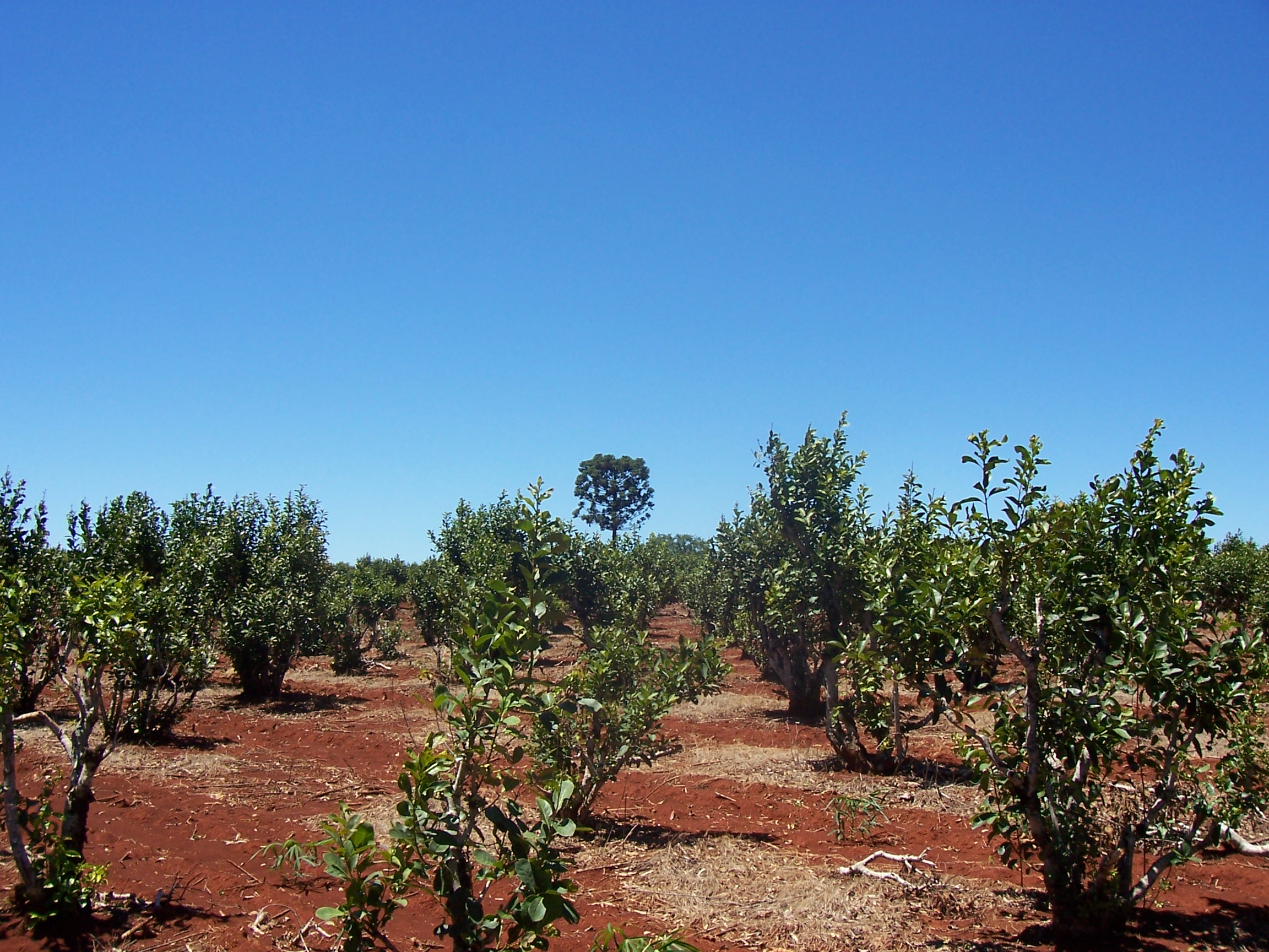 Cultivo de yerba mate en Misiones. Foto: Wikimedia Commons.