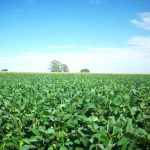 Santa Fe reclamó en un congreso en Córdoba una nueva ley de biocombustibles con metas hasta 2041